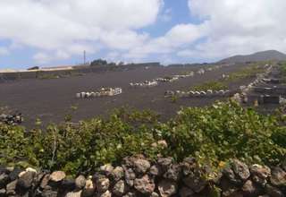 Landdistrikter / landbrugsjord til salg i Tiagua, Teguise, Lanzarote. 